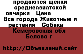 продаются щенки среднеазиатской овчарки › Цена ­ 30 000 - Все города Животные и растения » Собаки   . Кемеровская обл.,Белово г.